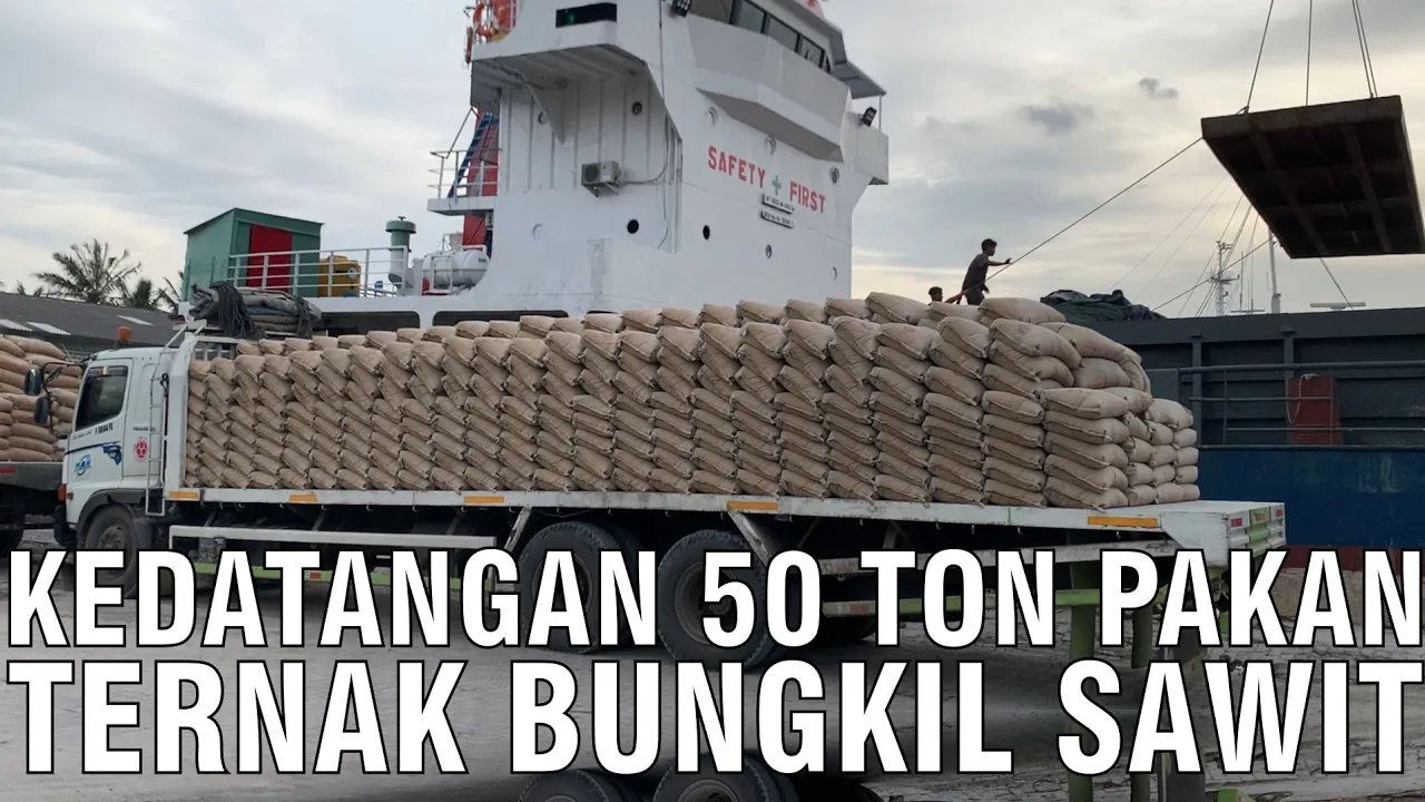 
                                 Pakan-Ternak-Bungkil-Sawit-50-Ton